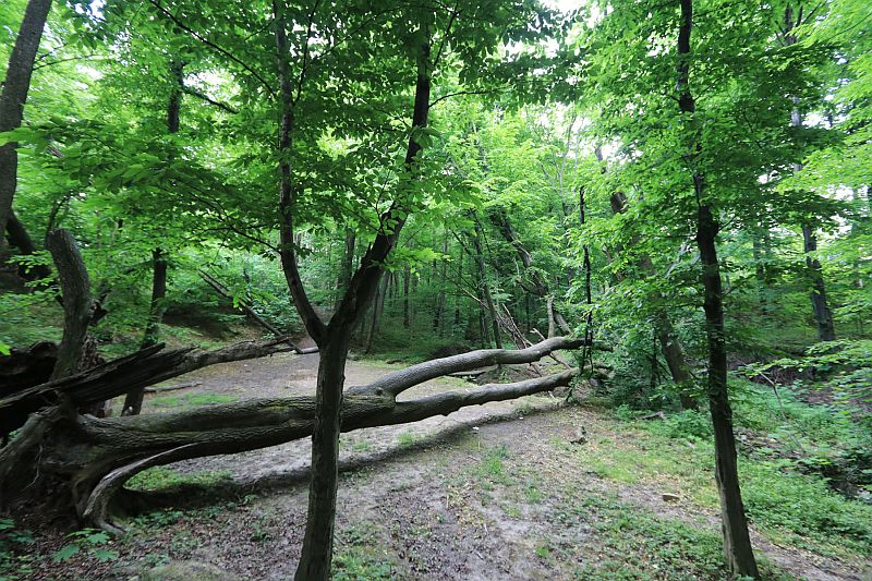 Dolina Gościnna - materiał z FB Bielszczanie dla drzew
